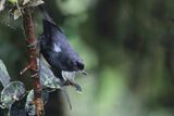 Glossy Flowerpiercer - Glansberghoningkruiper - Percefleur de Lafresnaye