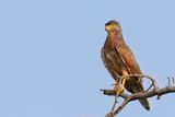 Grasshopper Buzzard - Sprinkhaanbuizerd - Busautour des sauterelles