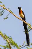 Sahel Paradise Whydah - Sahelparadijswida - Veuve  collier dor (m)
