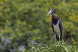 Abdims Stork - Abdims Ooievaar - Cigogne dAbdim