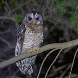 African Wood Owl - Afrikaanse Bosuil - Chouette africaine