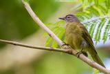 Stripe-cheeked Greenbul - Streepwangbuulbuul - Bulbul montagnard