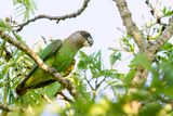Brown-headed Parrot - Bruinkoppapegaai - Perroquet  tte brune