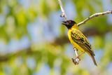 Village Weaver - Grote Textorwever - Tisserin gendarme (m)