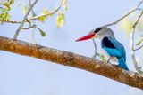 Mangrove Kingfisher - Mangroveijsvogel - Martin-chasseur des mangroves