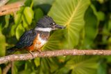 Ringed Kingfisher - Amerikaanse Reuzenijsvogel - Martin-pcheur  ventre roux (f)