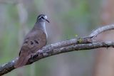 Tambourine Dove - Tamboerijnduif - Tourtelette tambourette (m)