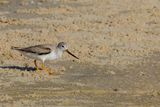 Terek Sandpiper - Terekruiter - Chevalier bargette