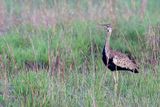 Black-bellied Bustard - Zwartbuiktrap - Outarde  ventre noir