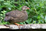 Scaly Francolin - Geschubde Frankolijn - Francolin caill