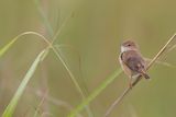 Teke Cisticola