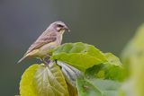 Yellow-fronted Canary - Mozambiquesijs - Serin du Mozambique