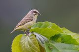Yellow-fronted Canary - Mozambiquesijs - Serin du Mozambique