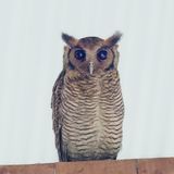 Frasers Eagle-owl - Kleine Oehoe - Grand-duc  aigrettes