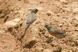 Quailfinch - Kwartelastrild - Astrild-caille  face noire (m+f)