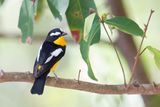 Yellow-rumped Flycatcher - Driekleurenvliegenvanger - Gobemouche  croupion jaune (m)