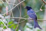 Crow-billed Drongo - Kraaienbekdrongo - Drongo  gros bec