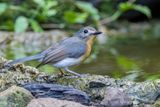 Indochinese Blue Flycatcher - Indochinese Niltava - Gobemouche dIndochine (f)