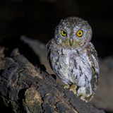 Oriental Scops Owl - Oosterse Dwergooruil - Petit-duc dOrient