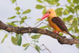 Brown-winged Kingfisher - Bruinvleugelijsvogel - Martin-chasseur  ailes brunes