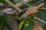 Chestnut-winged Babbler - Roodvleugelboomtimalia - Timalie  ailes rousses