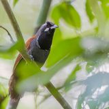 Black-throated Babbler - Grijskeelboomtimalia - Timalie  tte raye