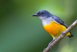 Orange-bellied Flowerpecker - Oranjebuikhoningvogel - Dice  ventre orange (m)