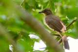 Asian Red-eyed Bulbul - Roodoogbuulbuul - Bulbul aux yeux rouges