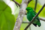 Green Broadbill - Kleine Smaragdbreedbek - Eurylaime vert (m)