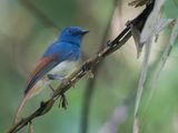 Rufous-winged Philentoma - Vuurvleugelphilentoma - Philentome  ailes rousses