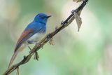 Rufous-winged Philentoma - Vuurvleugelphilentoma - Philentome  ailes rousses