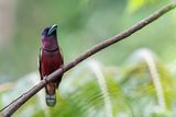 Banded Broadbill - Javaanse Hapvogel - Eurylaime de Horsfield