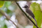 Cinereous Bulbul - Grijze Buulbuul - Bulbul terreux