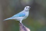 Blue-grey Tanager - Bisschopstangare - Tangara vque