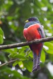 Collared Trogon - Gekraagde Trogon - Trogon rosalba (m)