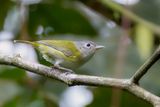 Lesser Greenlet - Kleine Vireo - Viron menu