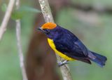 Tawny-capped Euphonia - Bruinkaporganist - Organiste  couronne rousse