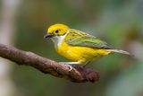 Silver-throated Tanager - Zilverkeeltangare - Calliste safran