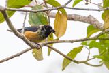 Spangle-cheeked Tanager - Glansvlektangare - Calliste paillet