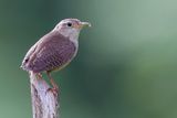 Southern House Wren - Zuidlijke Huiswinterkoning - Troglodyte austral