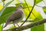 Grey-chested Dove - Cassins Duif - Colombe de Cassin