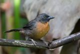 Black-cheeked Ant Tanager - Zwartwangmiertangare - Habia  joues noires