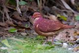 Ruddy Quail-Dove - Bergkwartelduif - Colombe rouviolette
