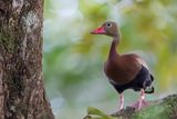 Black-bellied Whistling Duck - Zwartbuikfluiteend - Dendrocygne  ventre noir