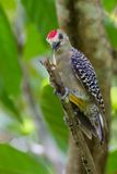 Hoffmanns Woodpecker - Hoffmanns Specht - Pic de Hoffmann (m)