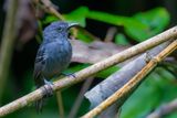 Dusky Antbird - Tiranmiervogel - Grisin sombre (m)