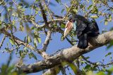 Sumba Hornbill - Soembajaarvogel - Calao de Sumba (f)