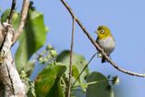 Ashy-bellied White-eye - Citroenbrilvogel - Zostrops ple