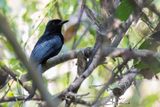 Wallacean Drongo - Wallaces Drongo - Drongo de la Sonde