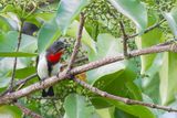 Red-chested Flowerpecker - Blauwwanghoningvogel - Dice de Maug (m)
